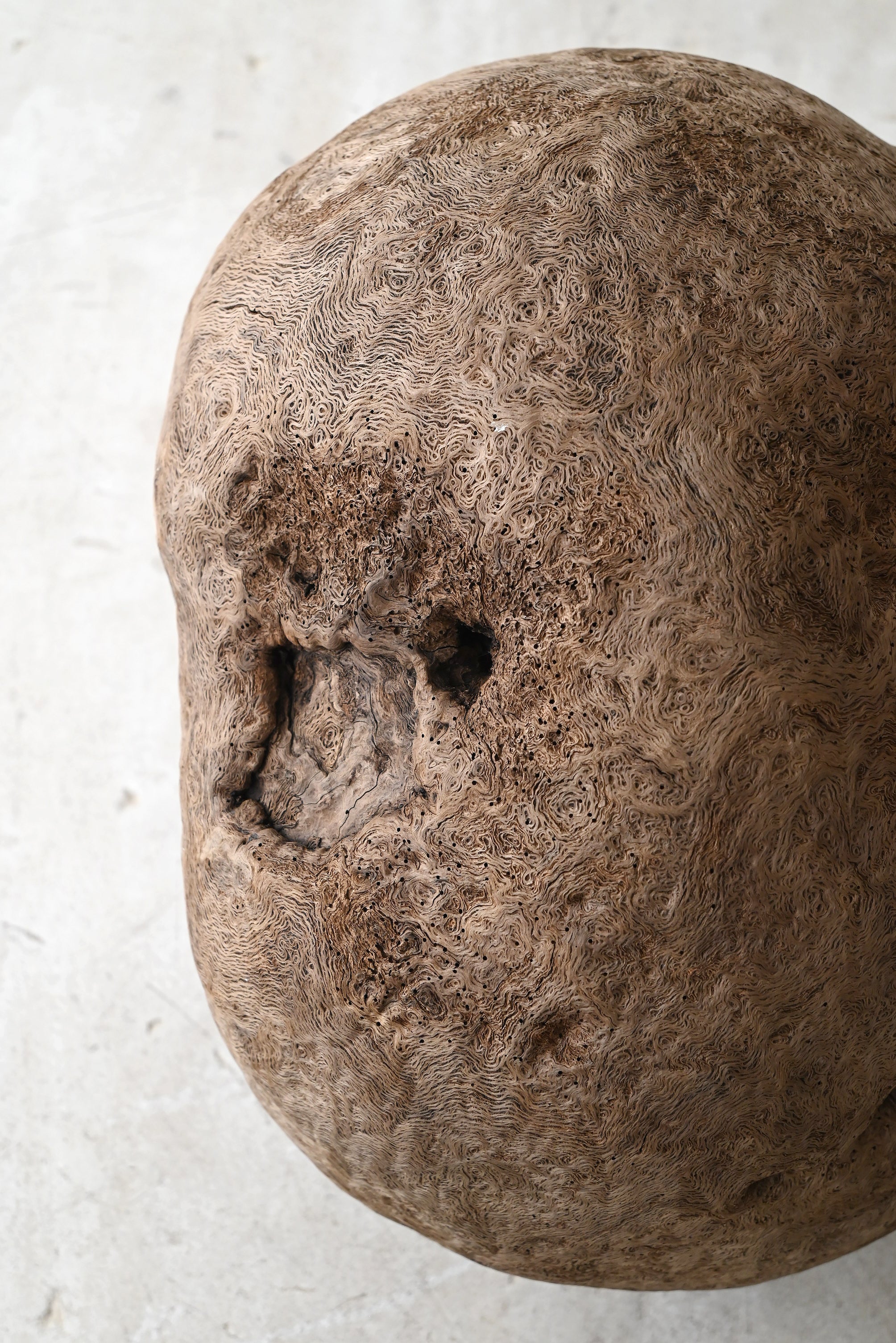木の根 高さ43cm 瘤杢 天然木 置物 オブジェ 飾り物 インテリア